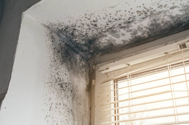 Affordable Commercial Mold Remediation solutions in Shirleysburg, PA